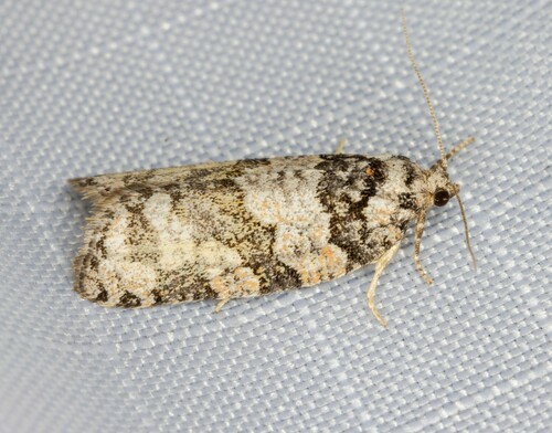 iNaturalist observation photo of Argyrotaenia provana
