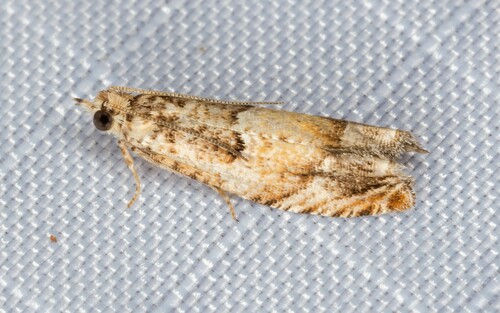 iNaturalist observation photo of Epinotia
