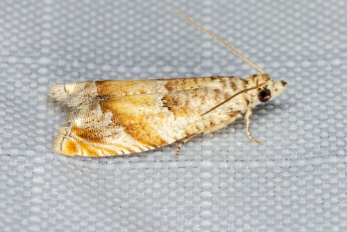 iNaturalist observation photo of Epinotia miscana