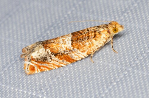 iNaturalist observation photo of Epinotia miscana