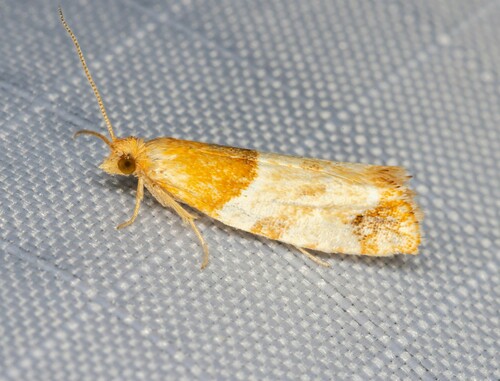 iNaturalist observation photo of Epinotia castaneana