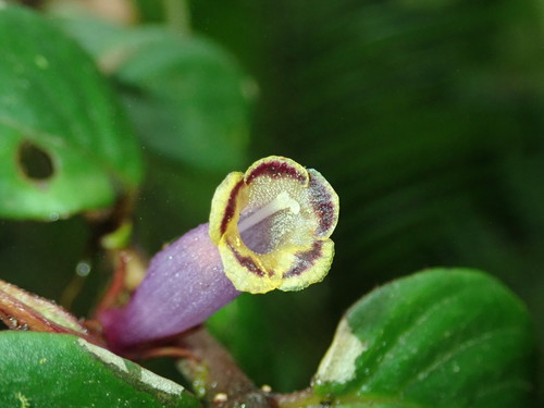 Columnea katzensteiniae