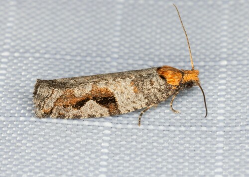 iNaturalist observation photo of Epinotia signiferana