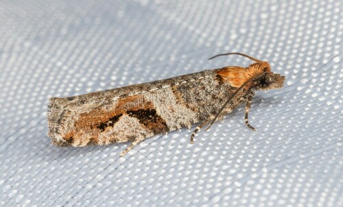 iNaturalist observation photo of Epinotia signiferana
