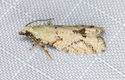 iNaturalist observation photo of Red-striped Needleworm Moth
