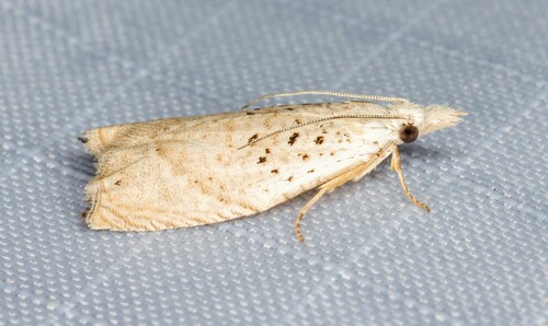 iNaturalist observation photo of Epinotia subplicana