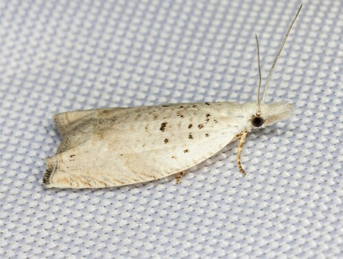 iNaturalist observation photo of Epinotia subplicana