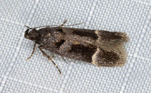 iNaturalist observation photo of Pseudochelaria manzanitae