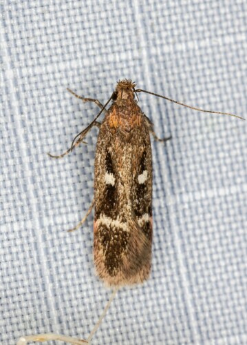 iNaturalist observation photo of Gelechia ribesella
