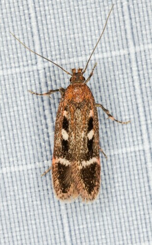iNaturalist observation photo of Gelechia ribesella