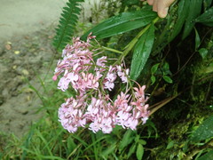 Epidendrum porphyreum image
