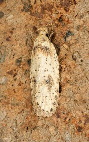 iNaturalist observation photo of Agonopterix flavicomella