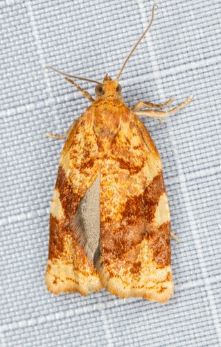 iNaturalist observation photo of Fruit-tree Leafroller Moth