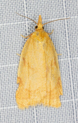 iNaturalist observation photo of Tortricine Ragwort Moth