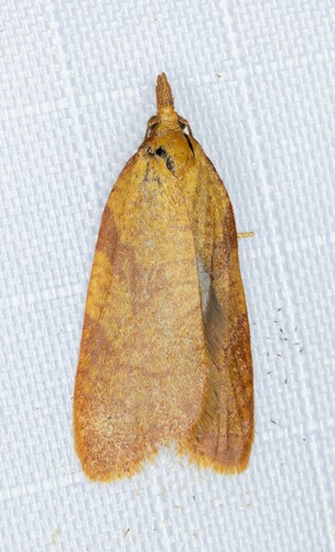 iNaturalist observation photo of Tortricine Ragwort Moth
