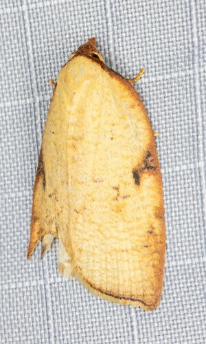 iNaturalist observation photo of Western Avocado Leafroller Moth