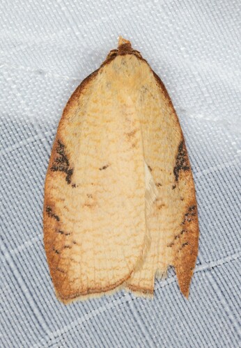 iNaturalist observation photo of Western Avocado Leafroller Moth
