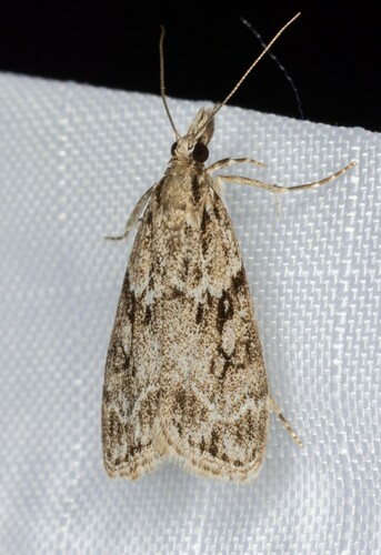 iNaturalist observation photo of Moss-eating Crambid Snout Moths