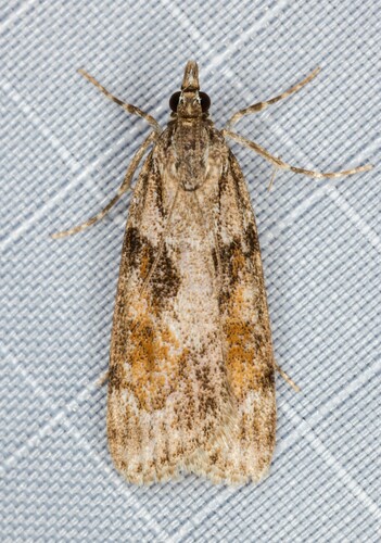 iNaturalist observation photo of Tricolored Cosipara Moth