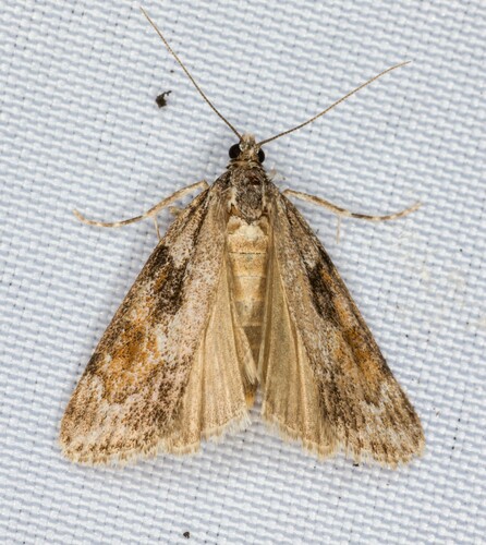 iNaturalist observation photo of Tricolored Cosipara Moth