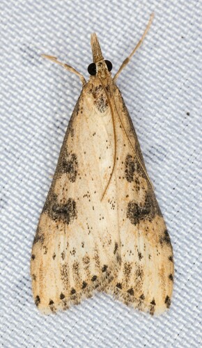 iNaturalist observation photo of Udea itysalis