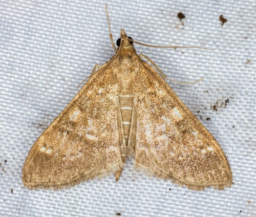 iNaturalist observation photo of Mecyna mustelinalis
