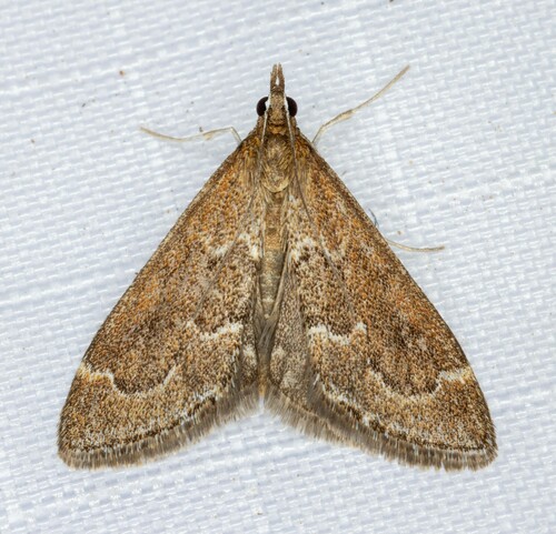 iNaturalist observation photo of Pyrausta atropurpuralis