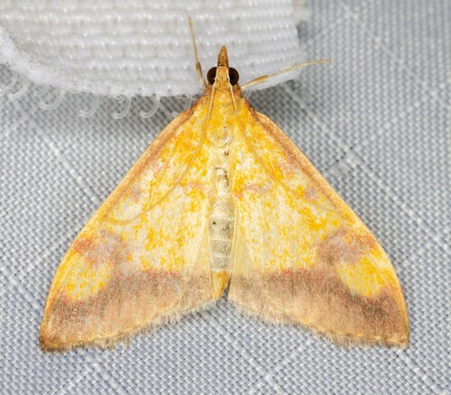 iNaturalist observation photo of Shasta Pyrausta