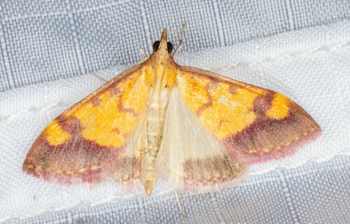 iNaturalist observation photo of Shasta Pyrausta