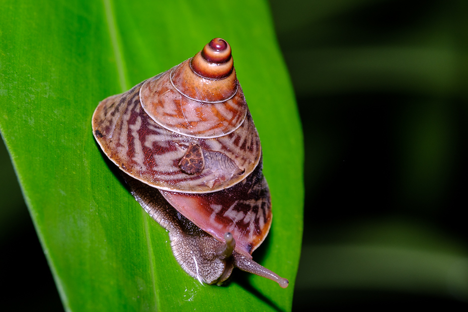 Kingdom Animalia Phylum Mollusca