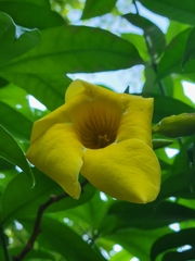 Allamanda cathartica image