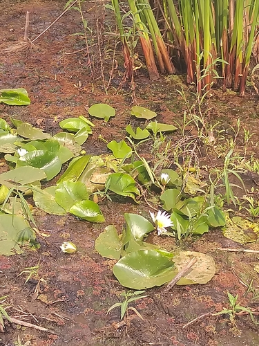 Day Waterlily