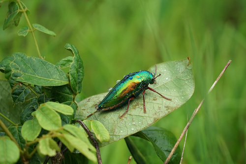 Sternocera ruficornis