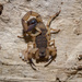 Centruroides limbatus - Photo (c) Ryan MacDonnell, all rights reserved, uploaded by Ryan MacDonnell