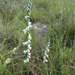 Southern Ladies' Tresses - Photo (c) Jose Luis Reyes Ortiz, all rights reserved, uploaded by Jose Luis Reyes Ortiz