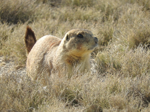 Mexican Prairie Dog