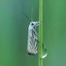 Platytes Moth - Photo (c) i_fox, all rights reserved, uploaded by i_fox