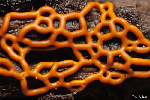 Hemitrichia serpula