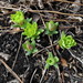 Euphorbia fischeriana komaroviana - Photo (c) snv2, all rights reserved, uploaded by snv2