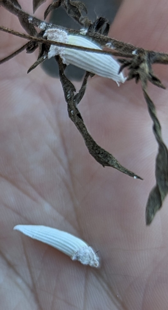 Genista's Giant Scale Insect from St. Lucie County, US-FL, US on ...
