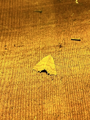 iNaturalist observation photo of Ennomini