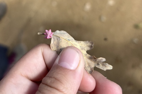 iNaturalist observation photo of Spined Turban Gall Wasp