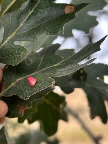 iNaturalist observation photo of Red Cone Gall Wasp