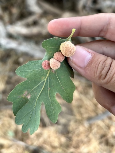 iNaturalist observation photo of Oak Gall Wasps