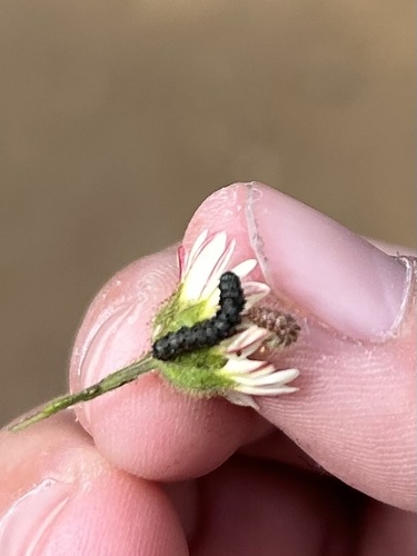 iNaturalist observation photo of Insects
