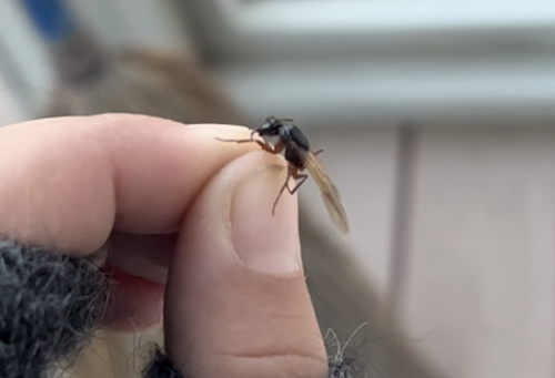 iNaturalist observation photo of Tanaemyrmex