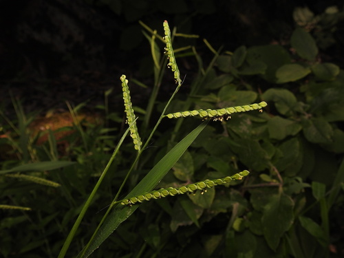 Paspalum thunbergii