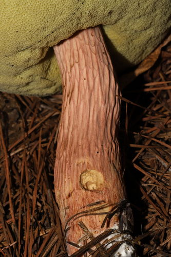 Aureoboletus projectellus