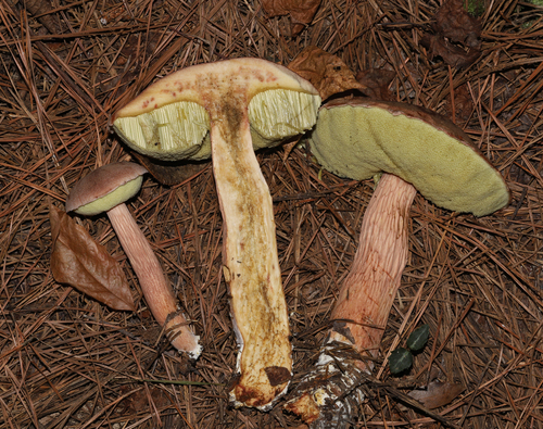 Aureoboletus projectellus
