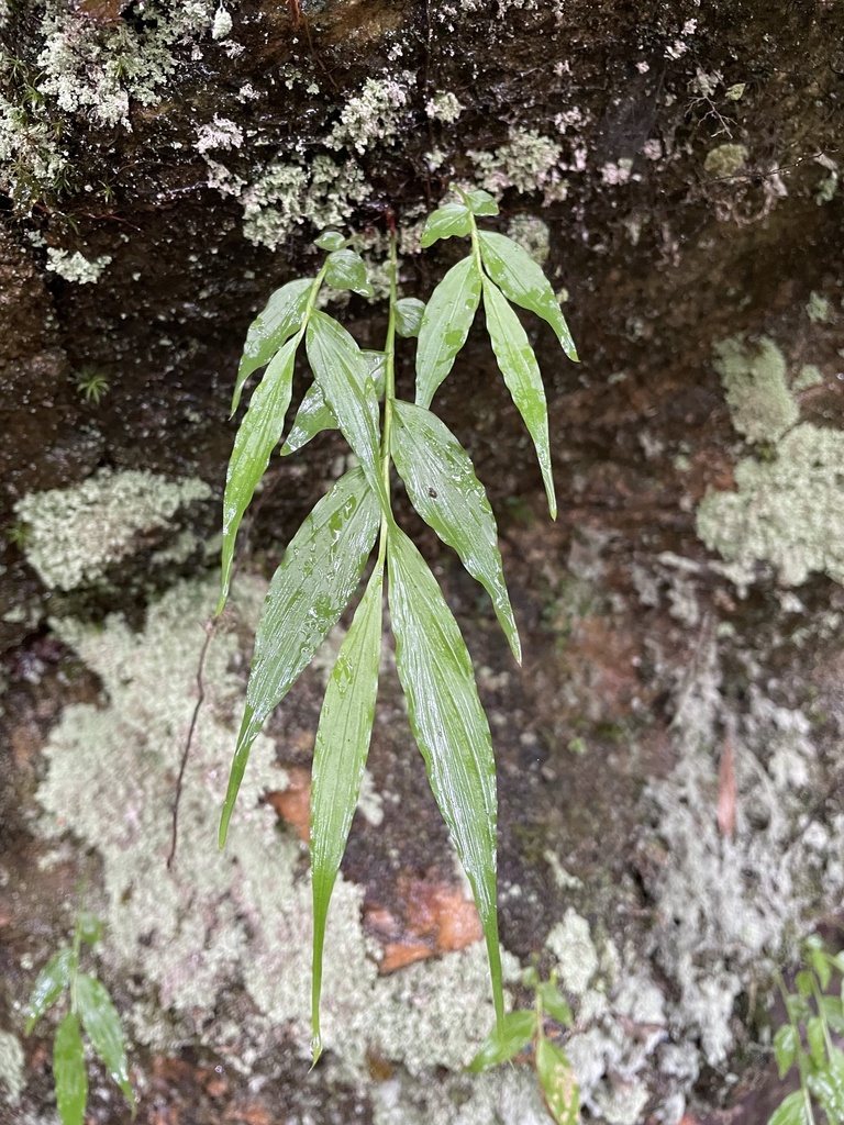 Caulokaempferia petelotii (Caulokaempferia petelotii)